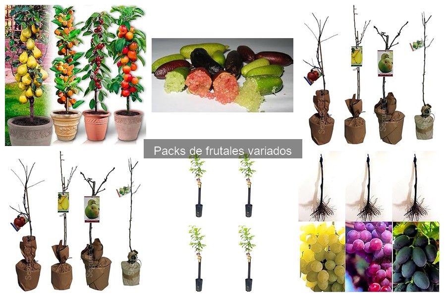 Precio promedio de packs de frutales variados