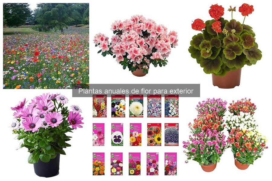 Precios de plantas anuales de flor para exterior en 2023
