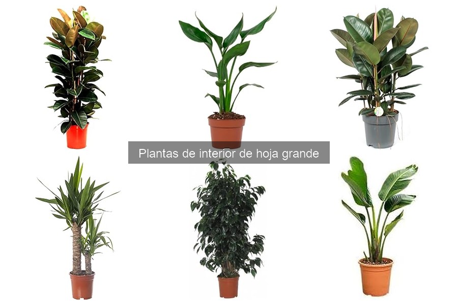 Precios de plantas de interior de hoja grande en 2023