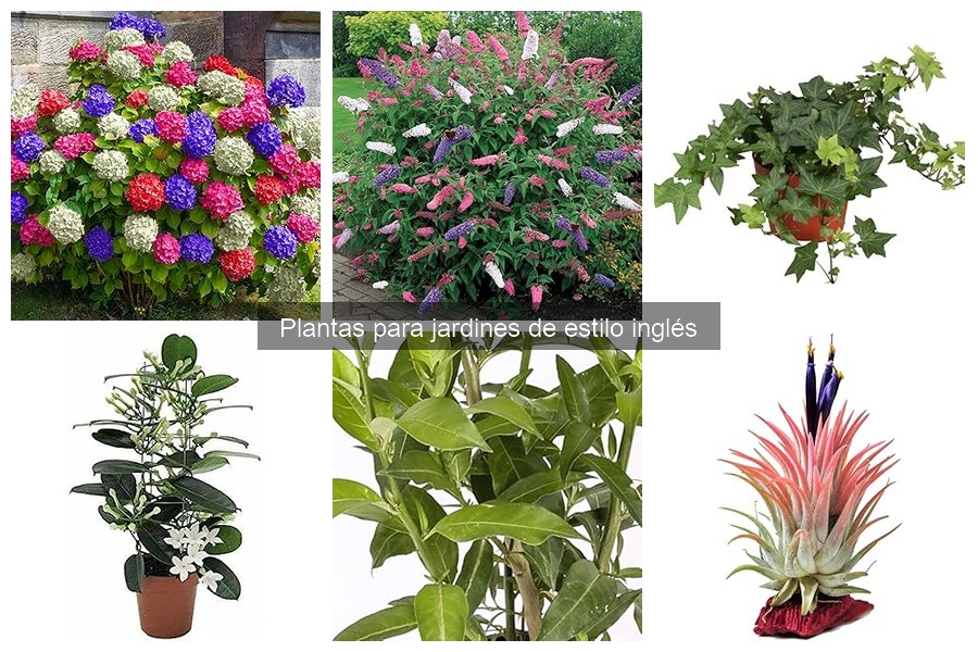 Precios de plantas para jardines de estilo inglés