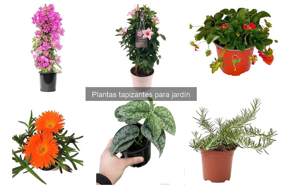 Precios de plantas tapizantes para jardín: guía fácil