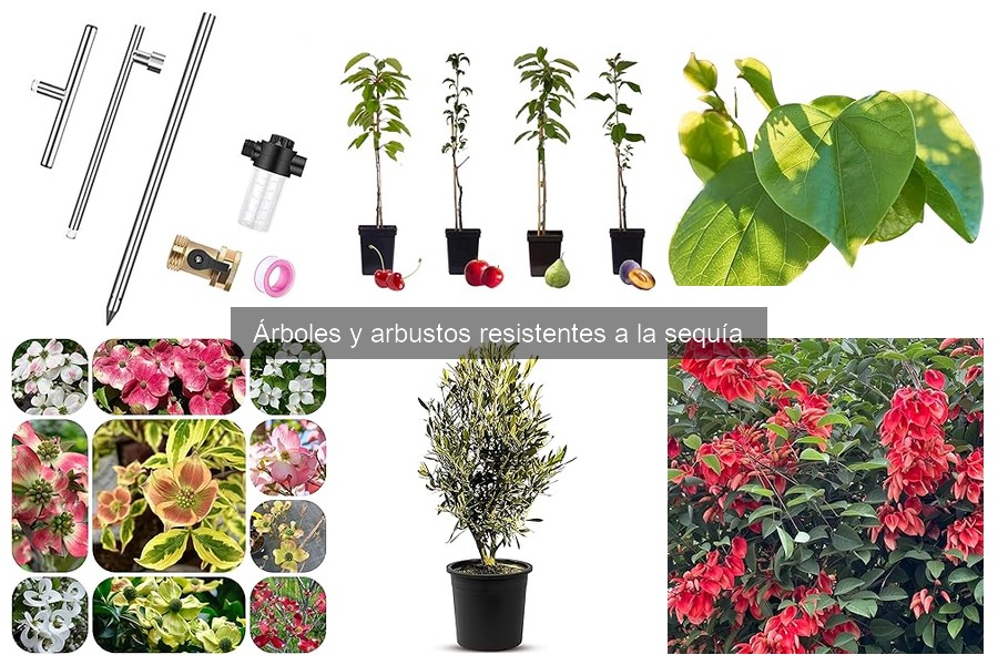 Precios y Dónde Comprar Árboles y Arbustos Resistentes a la Sequía