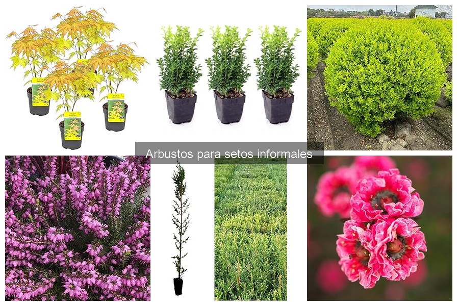 Precios y Dónde Comprar Arbustos para Setos Informales