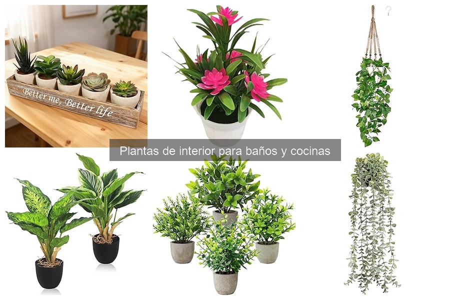 Precios y Dónde Comprar Plantas de Interior para Baños y Cocinas