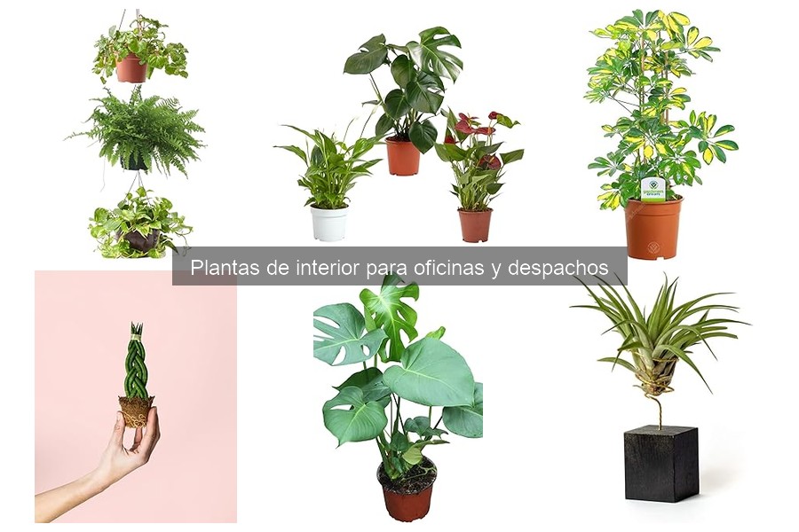 Preguntas frecuentes sobre plantas de oficina y despachos