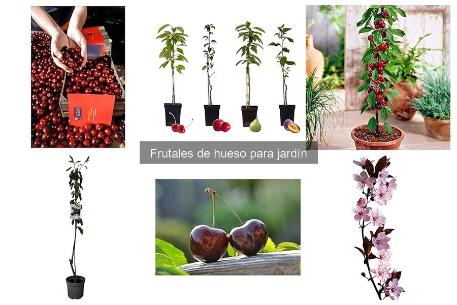 Prevención de enfermedades en frutales de hueso para jardín
