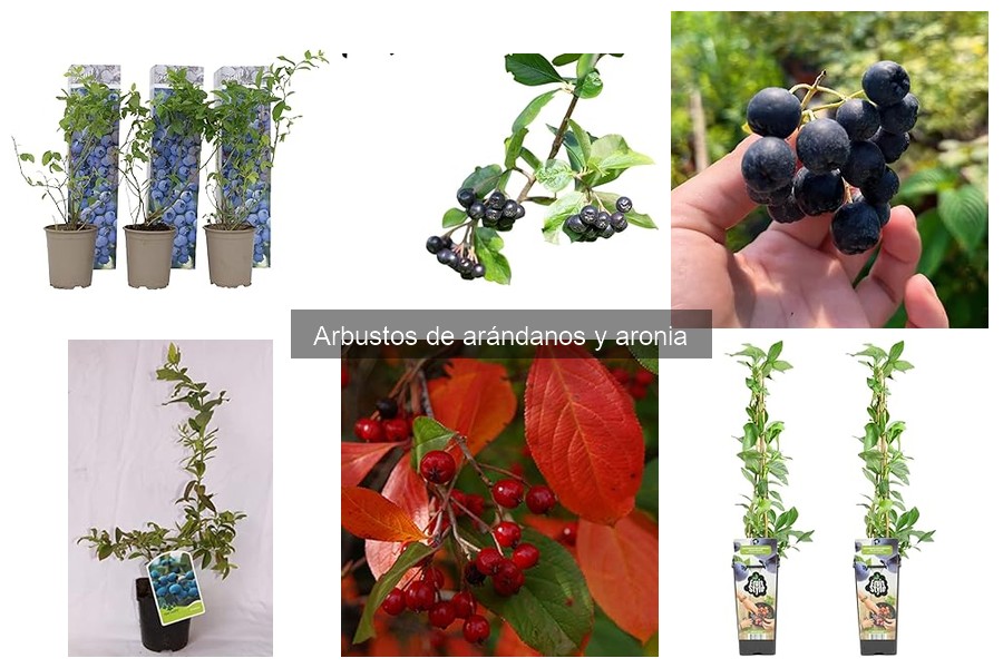 Problemas comunes al cultivar arándanos: errores y soluciones
