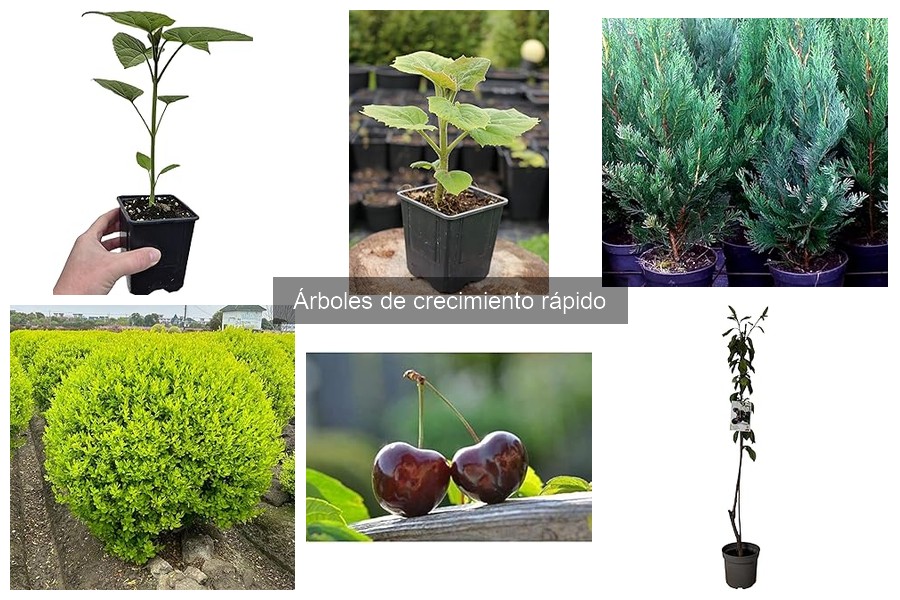 Problemas Comunes al Cultivar Árboles de Crecimiento Rápido