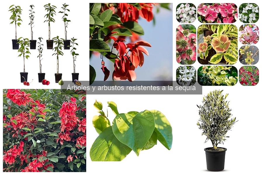 Problemas Comunes al Cultivar Árboles y Arbustos Resistentes a la Sequía