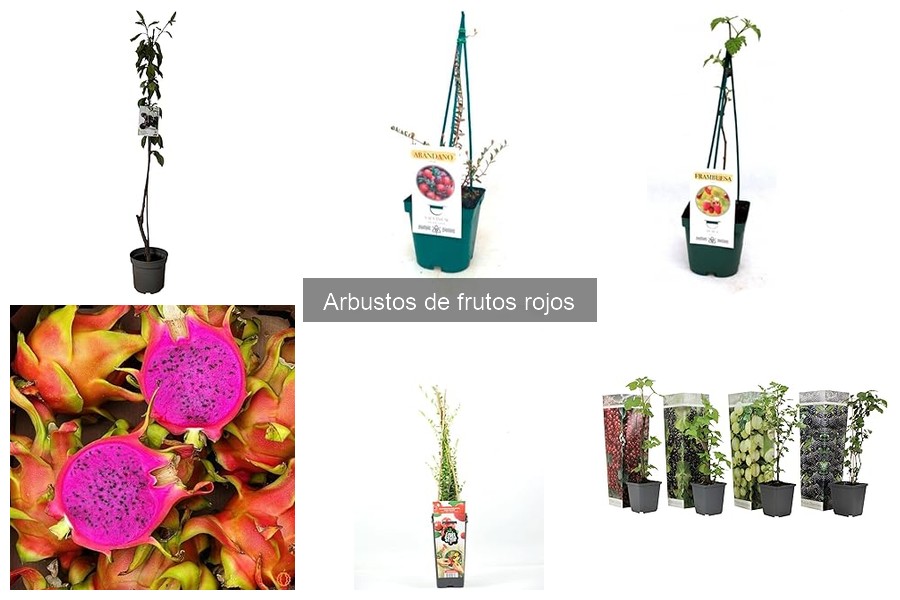 Problemas comunes al cultivar arbustos de frutos rojos
