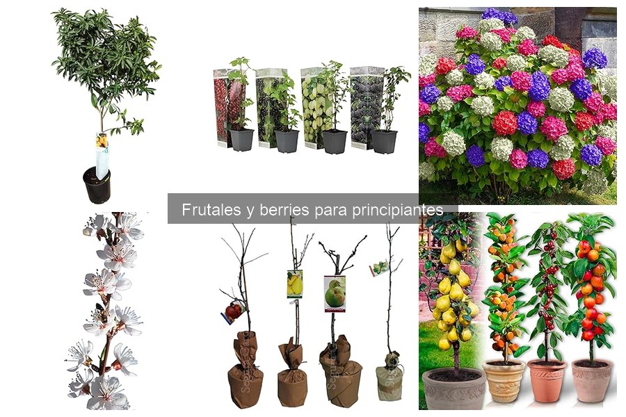 Problemas comunes al cultivar berries y sus soluciones