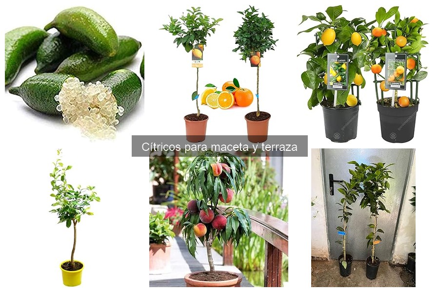 Problemas comunes al cultivar cítricos en macetas y soluciones