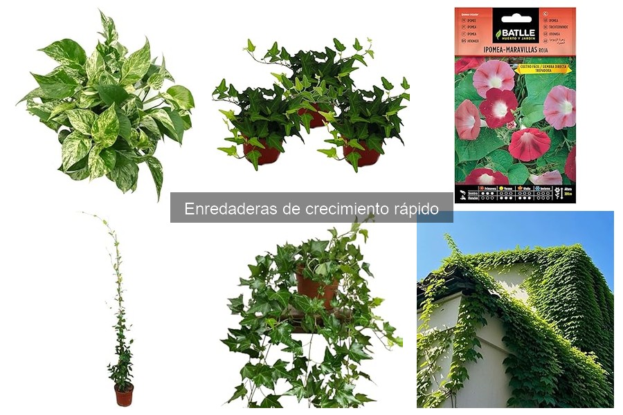 Problemas comunes al cultivar enredaderas de crecimiento rápido