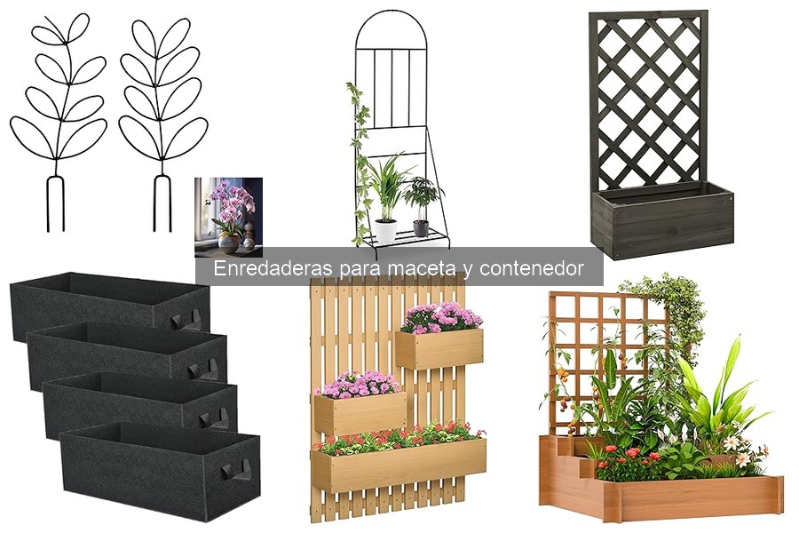 Problemas comunes al cultivar enredaderas en contenedores