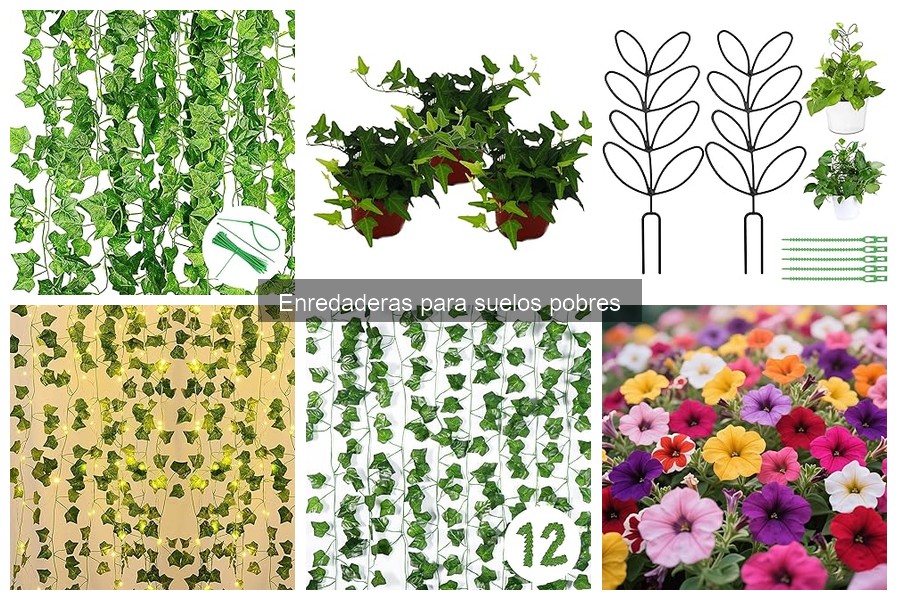 Problemas comunes al cultivar enredaderas en suelos pobres
