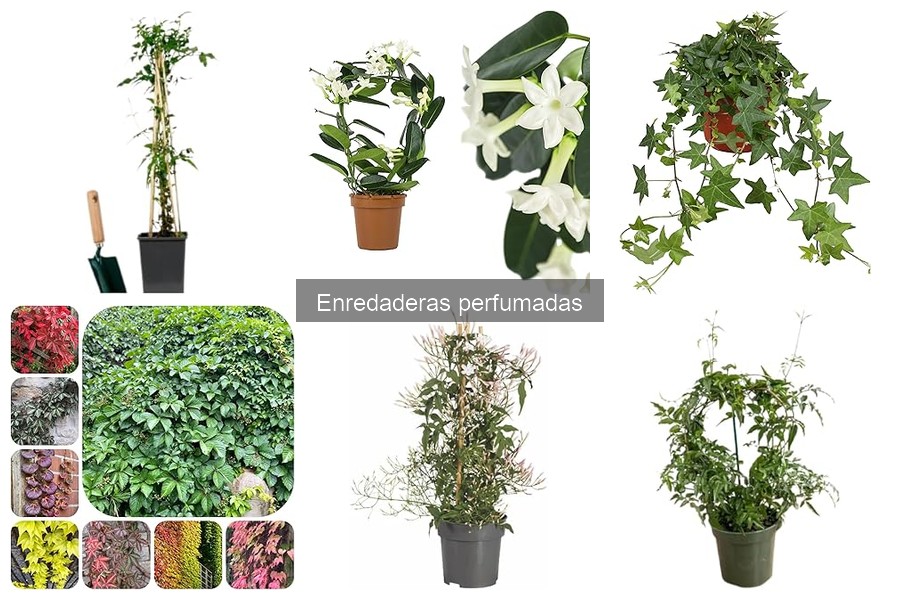 Problemas comunes al cultivar enredaderas perfumadas