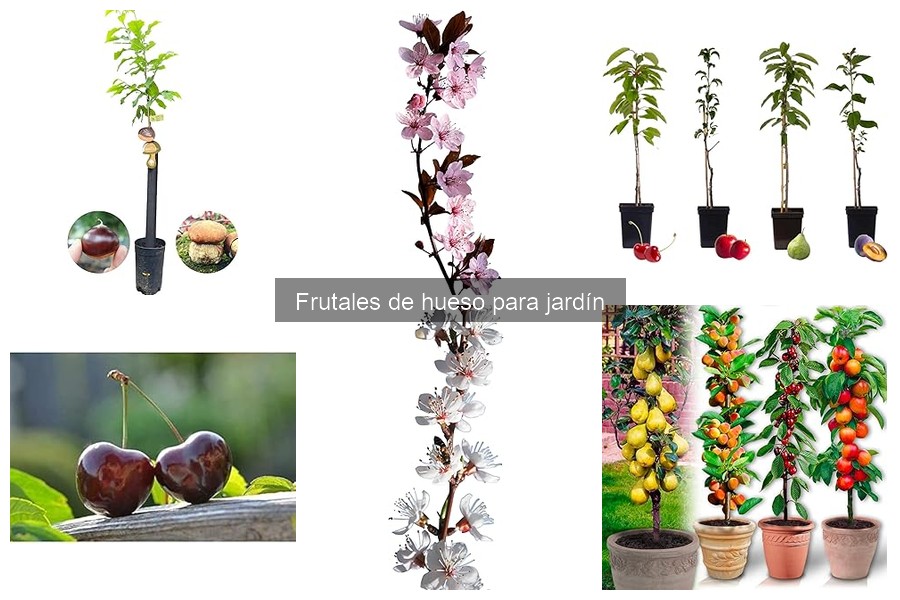Problemas comunes al cultivar frutales de hueso en el jardín