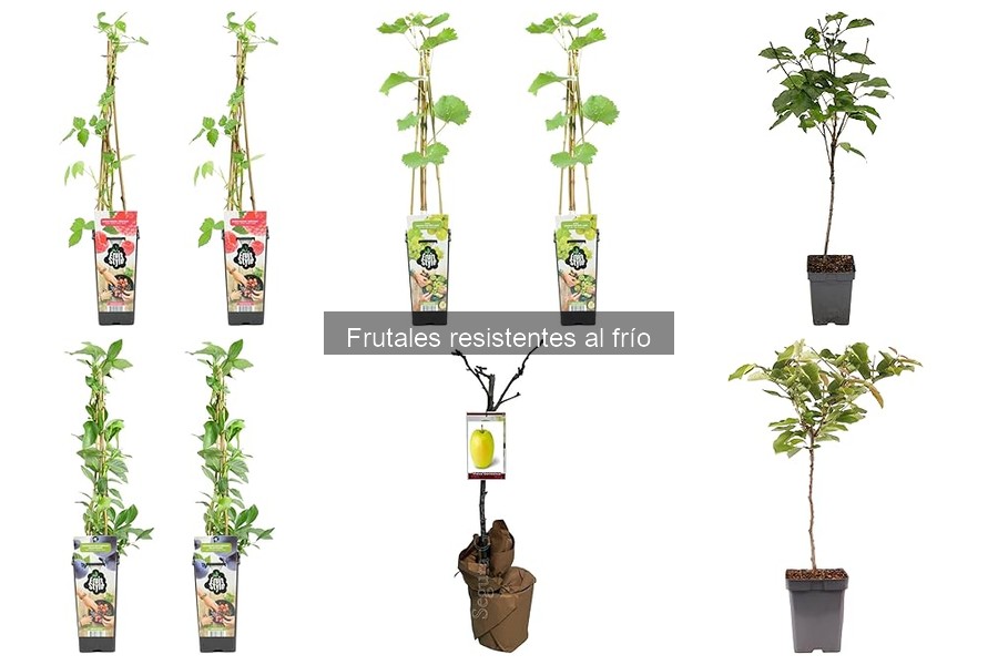 Problemas comunes al cultivar frutales en climas fríos