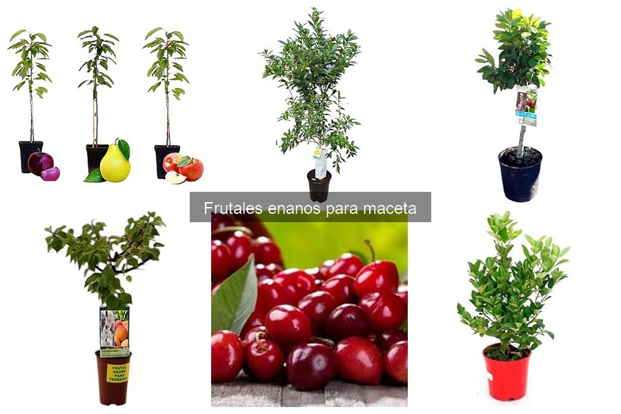 Problemas comunes al cultivar frutales enanos en maceta