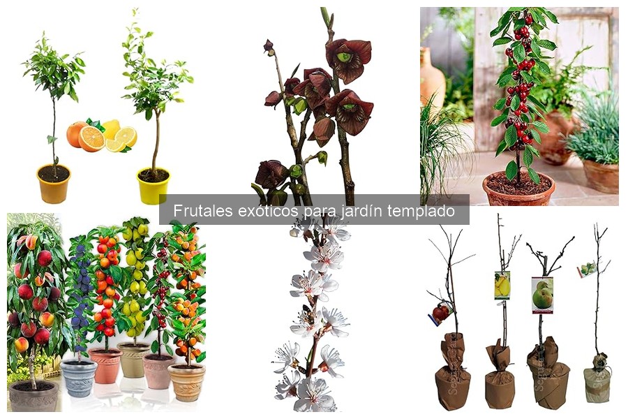 Problemas comunes al cultivar frutales exóticos en el jardín