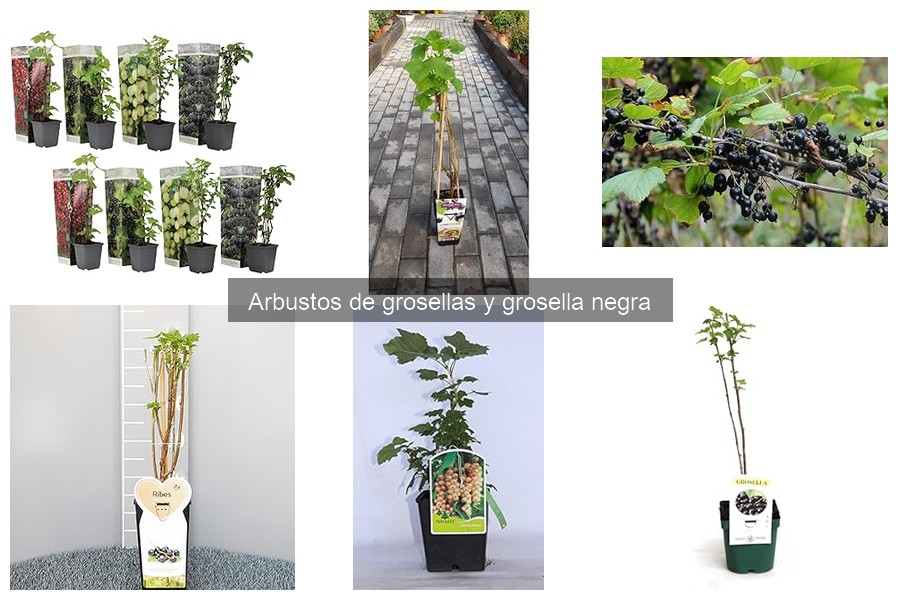 Problemas comunes al cultivar grosellas: errores y soluciones
