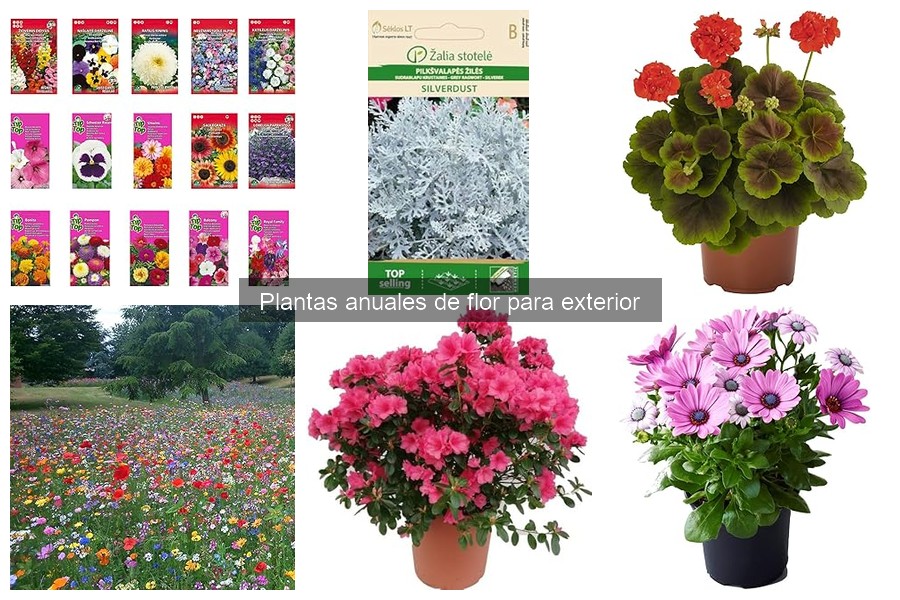 Problemas comunes al cultivar plantas anuales de flor