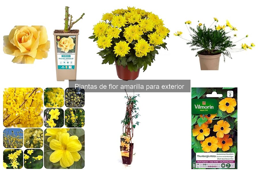 Problemas comunes al cultivar plantas de flor amarilla