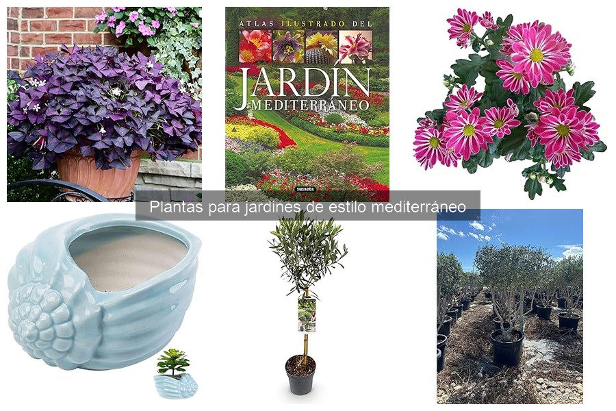 Problemas comunes al cultivar plantas mediterráneas y soluciones