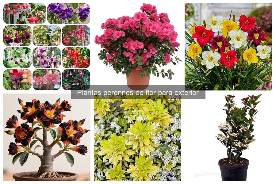 Problemas comunes al cultivar plantas perennes de flor