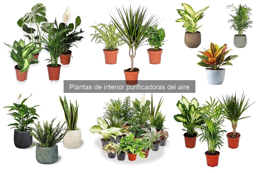 Problemas comunes al cultivar plantas purificadoras de aire