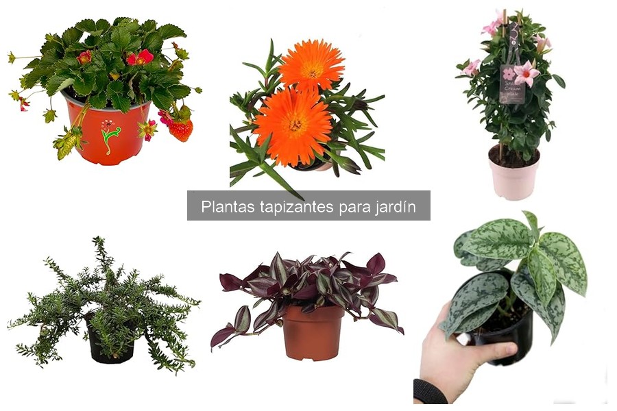Problemas comunes al cultivar plantas tapizantes en el jardín