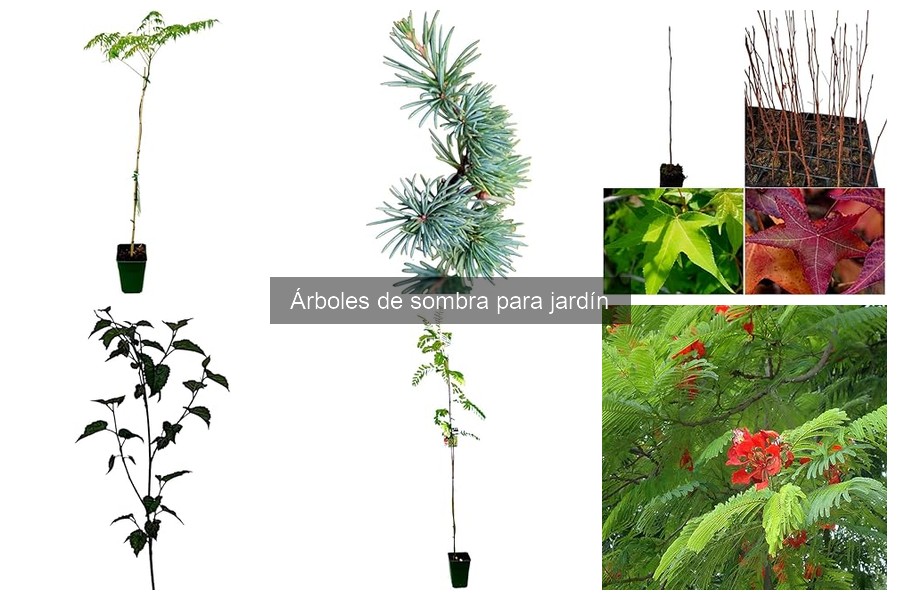 Problemas comunes al plantar árboles de sombra y soluciones