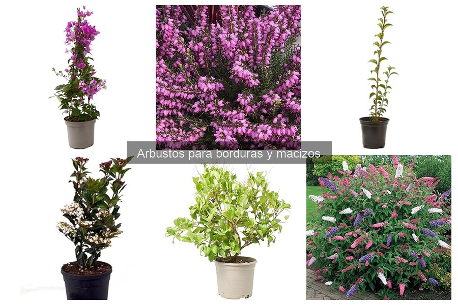 Problemas comunes al plantar arbustos y soluciones efectivas