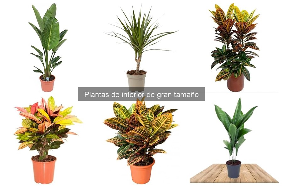 Problemas comunes con plantas de interior grandes