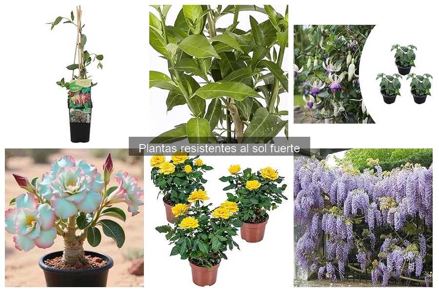 Problemas comunes con plantas en sol fuerte y soluciones