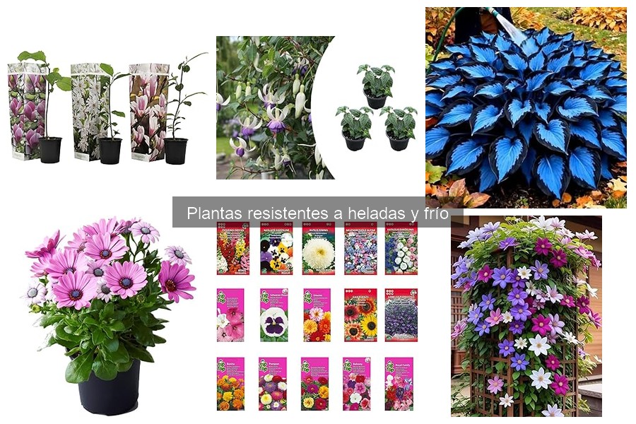 Problemas Comunes con Plantas Resistentes a Heladas