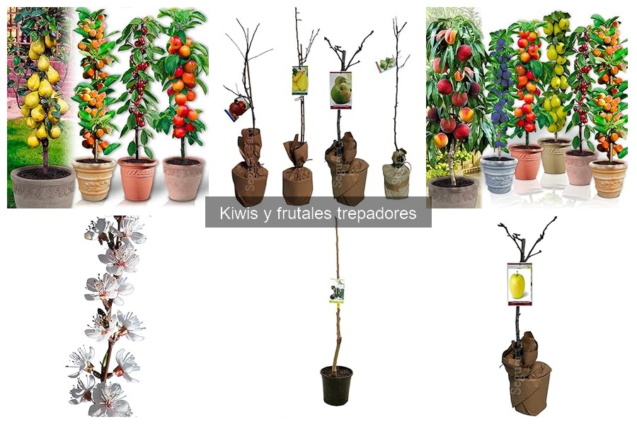 Problemas comunes en el cultivo de kiwis y soluciones efectivas