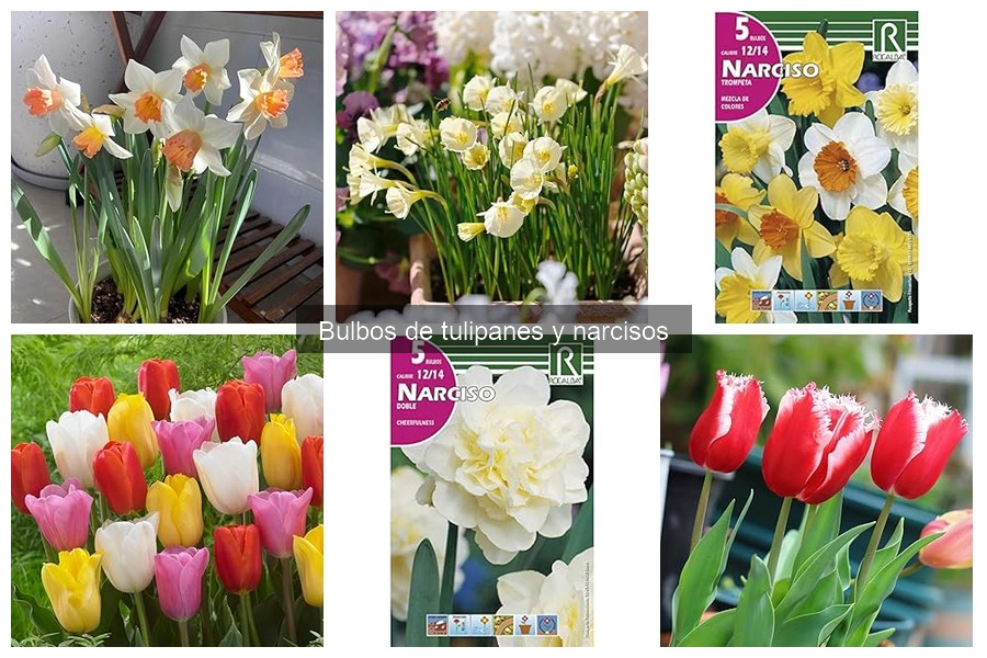 Problemas comunes en el cultivo de tulipanes y narcisos