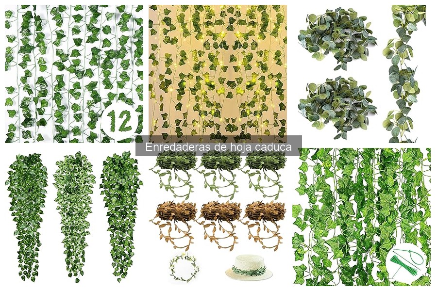 Problemas comunes en enredaderas de hoja caduca y soluciones