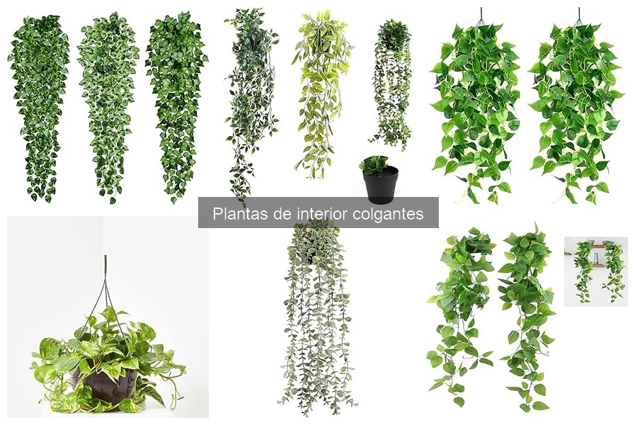 Problemas comunes en plantas colgantes de interior