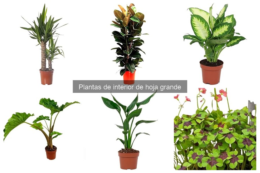 Problemas Comunes en Plantas de Interior de Hoja Grande