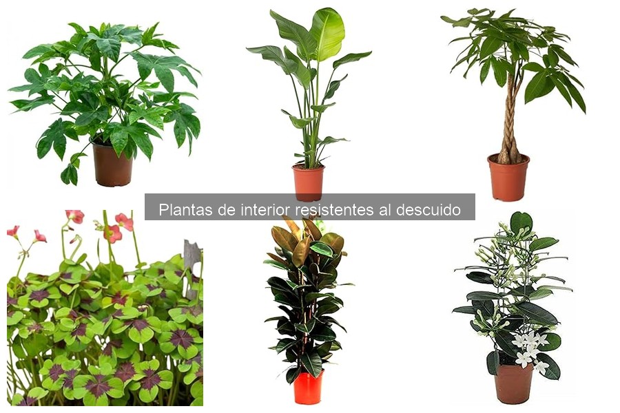Problemas Comunes en Plantas de Interior y Soluciones Efectivas
