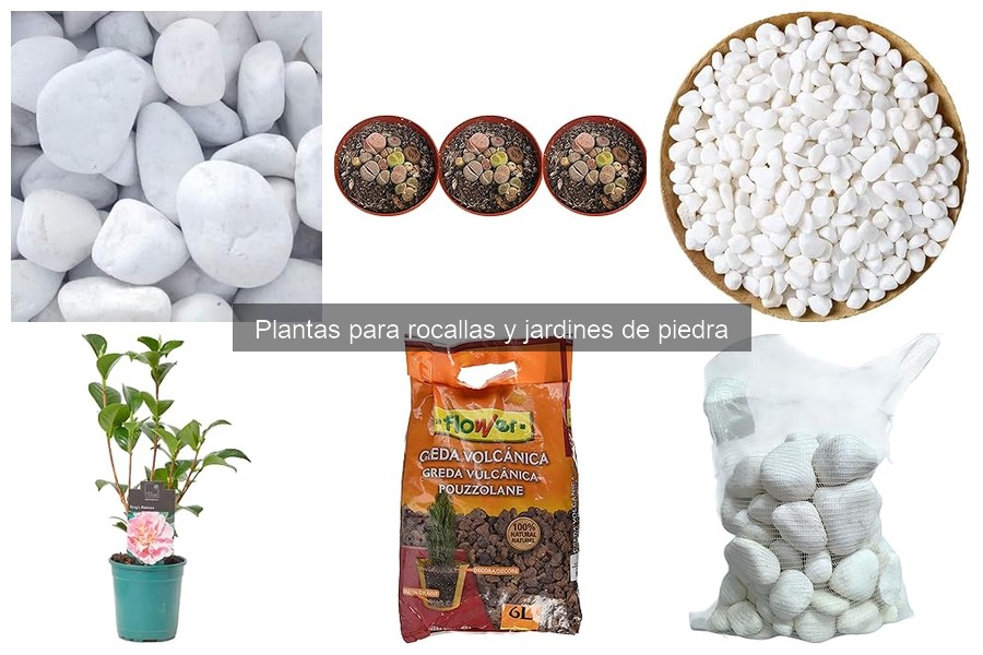 Problemas Comunes en Plantas de Rocallas y Cómo Solucionarlos