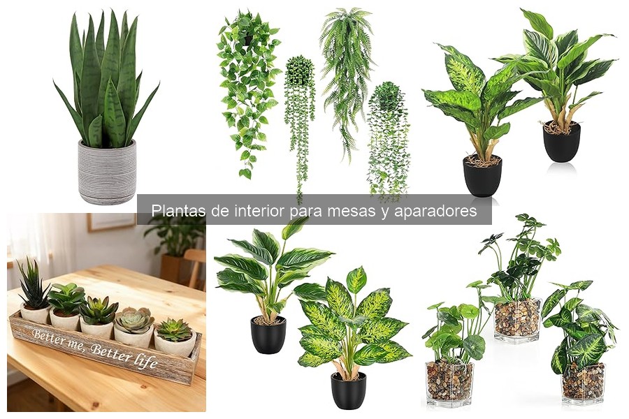 Propagar plantas de interior fácilmente: técnicas y consejos