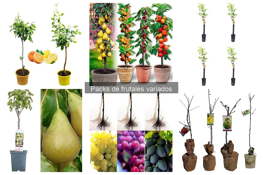 ¿Qué hacer si no crecen las plantas de tu pack de frutales?
