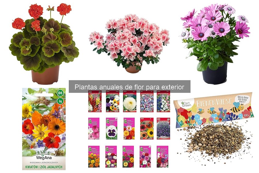 ¿Qué son las plantas anuales de flor para exterior?