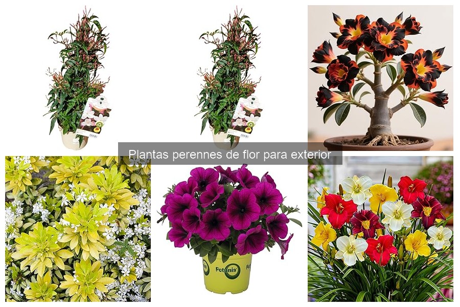 ¿Qué son las plantas perennes de flor para exterior?