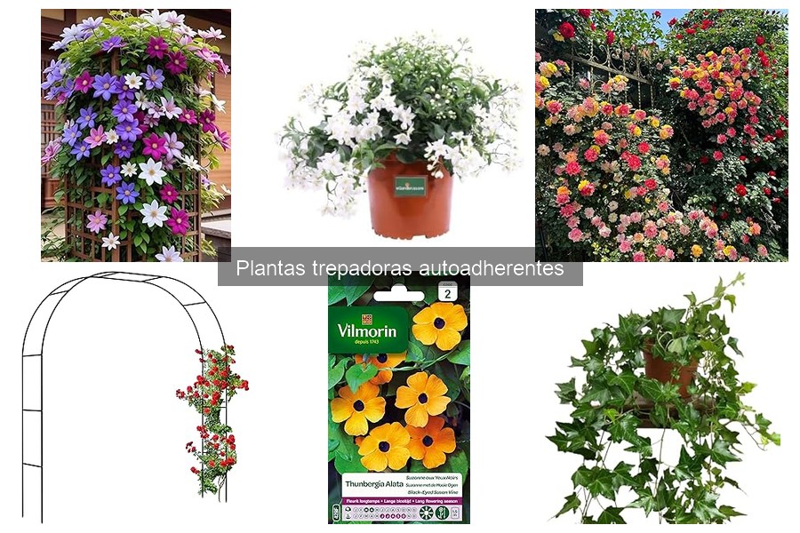 ¿Qué son las plantas trepadoras autoadherentes? Características y beneficios