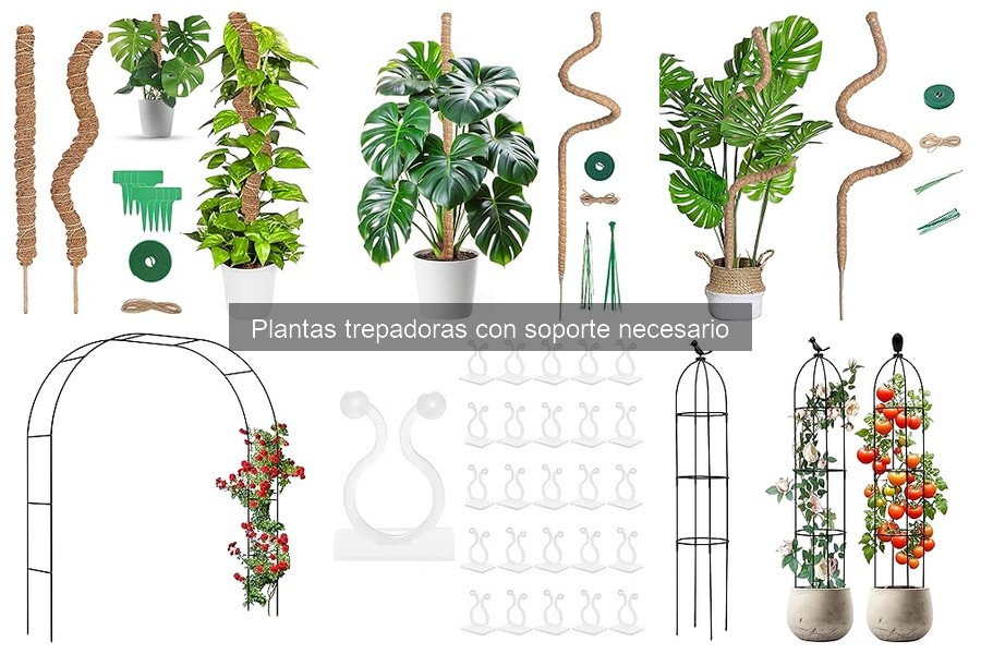 ¿Qué son las plantas trepadoras? Características y usos