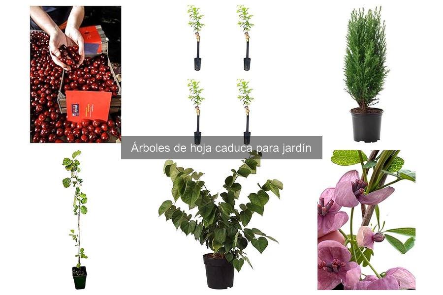 ¿Qué son los árboles de hoja caduca? Características y ciclo de vida